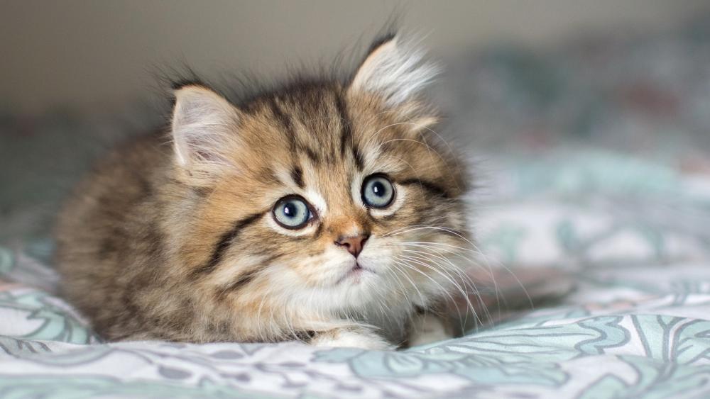 Fluffy Kitten with Sparkling Eyes on Bedspread wallpaper
