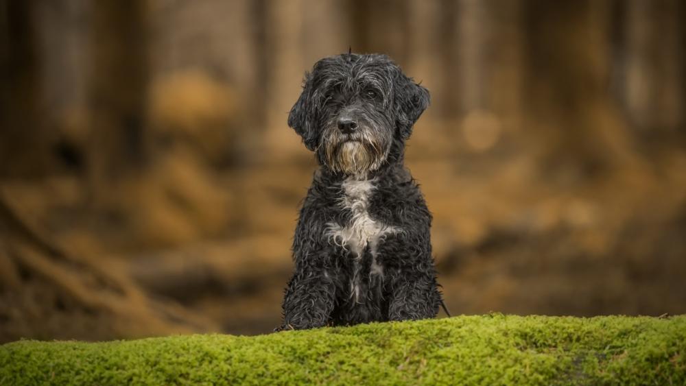 Black Dog in a Serene Forest Setting wallpaper