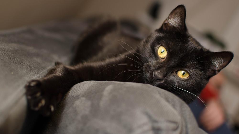 Black Cat with Bright Eyes Lounging wallpaper