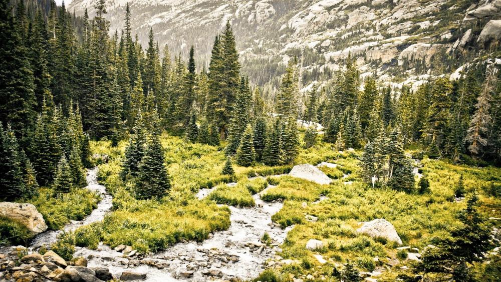 Brook Amidst Pines in Rocky Mountain Splendor wallpaper