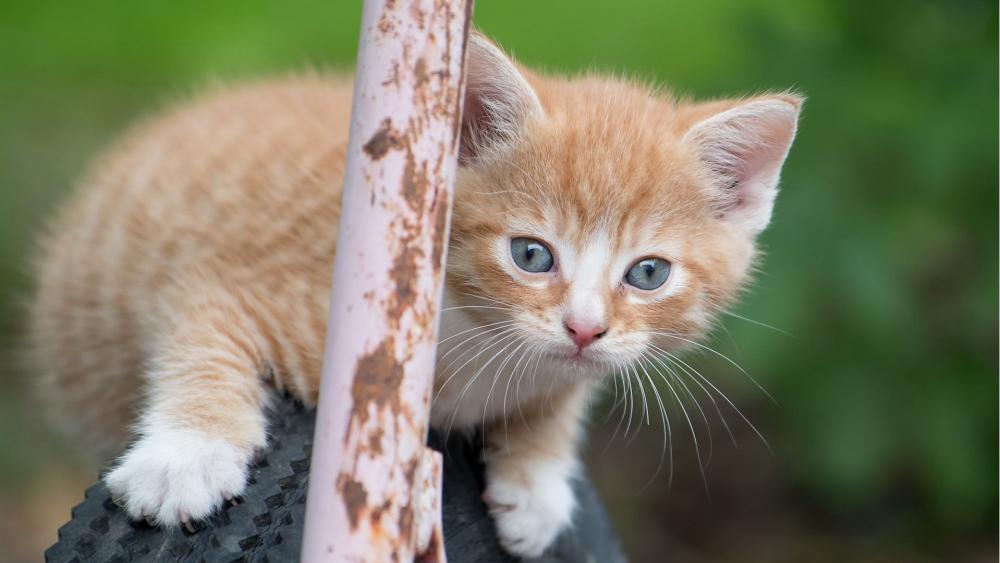 Ginger Kitten Adventure in the Garden wallpaper