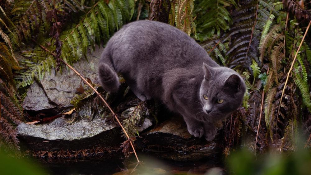 Mysterious Black Cat in the Forest wallpaper
