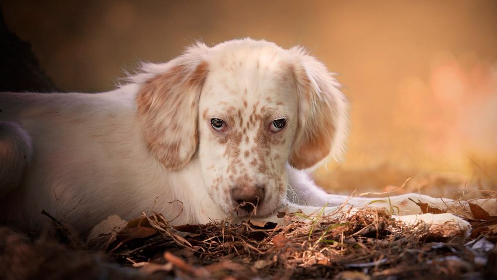 English Setter Puppy Resting in Nature wallpaper