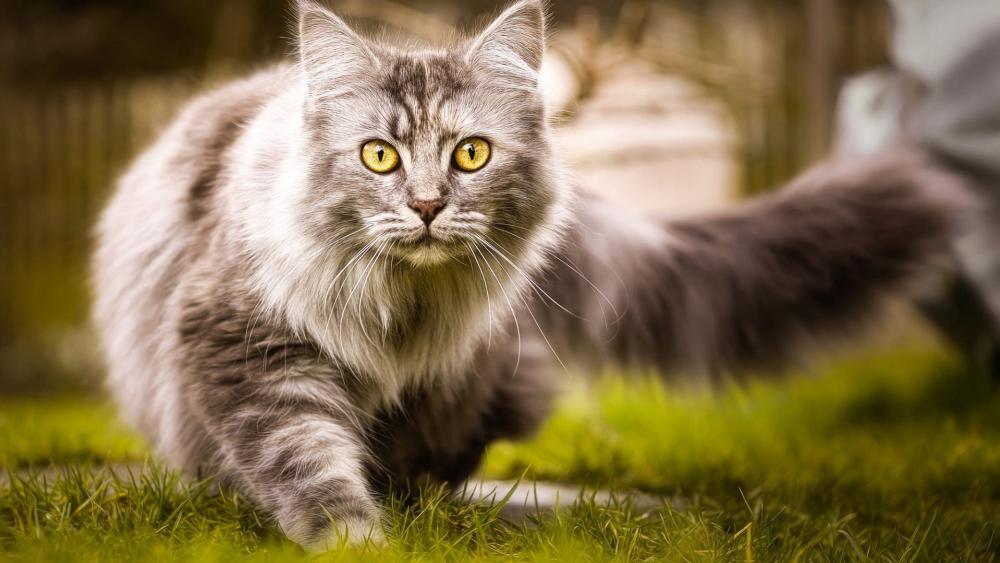 Maine Coon in Its Natural Habitat wallpaper
