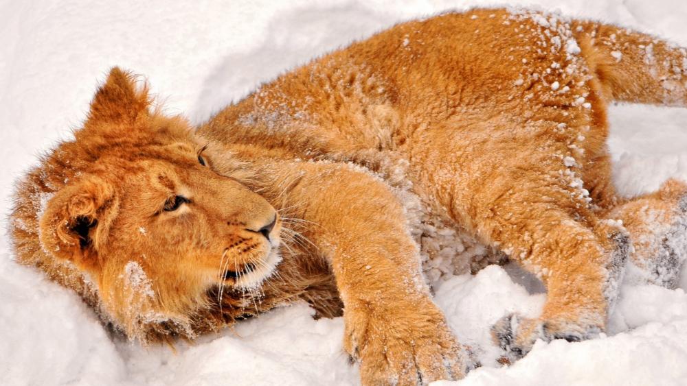 Lion Relaxing in Snowy Wonderland wallpaper