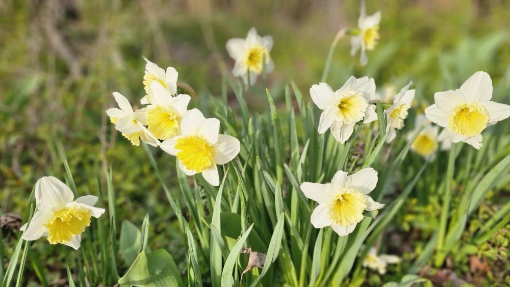 Charming Daffodil Blooms in Natural Surroundings wallpaper