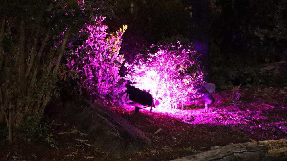 Vibrant Nightscape with Purple Light Illuminations wallpaper