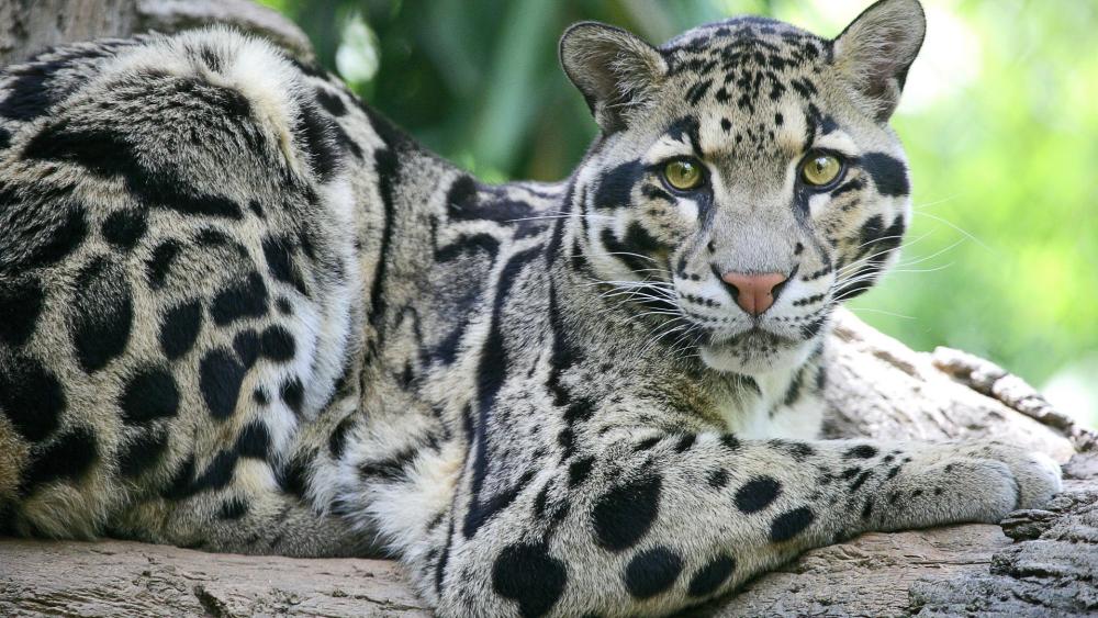 Clouded Leopard Serenity in the Wild wallpaper