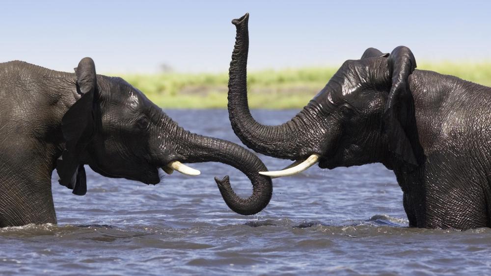 Elephants Embracing in Nature's Playground wallpaper