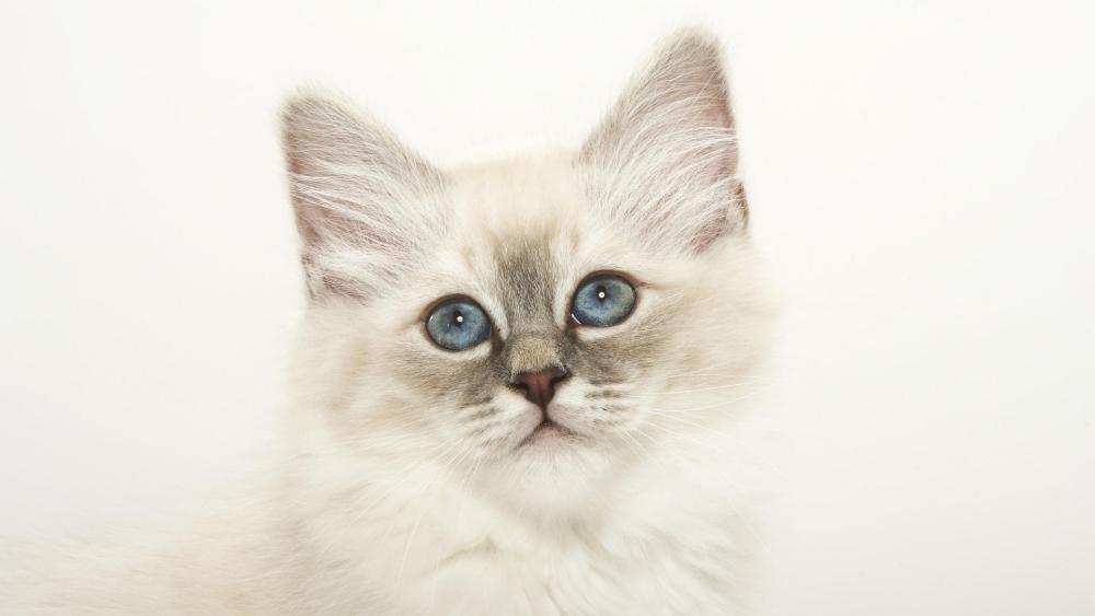 Fluffy White Kitten with Piercing Blue Eyes wallpaper