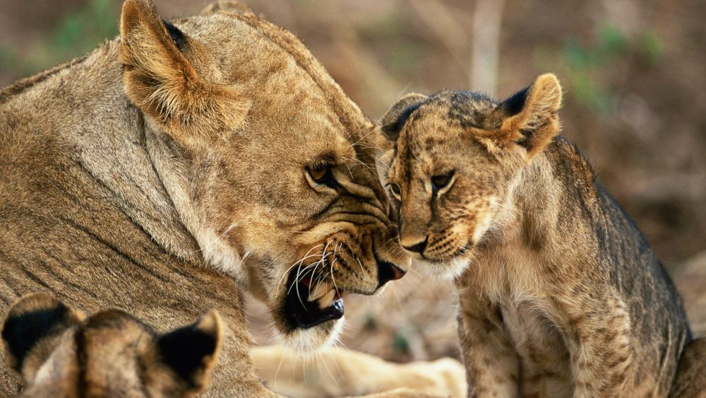 Majestic Bonding in the Wild wallpaper