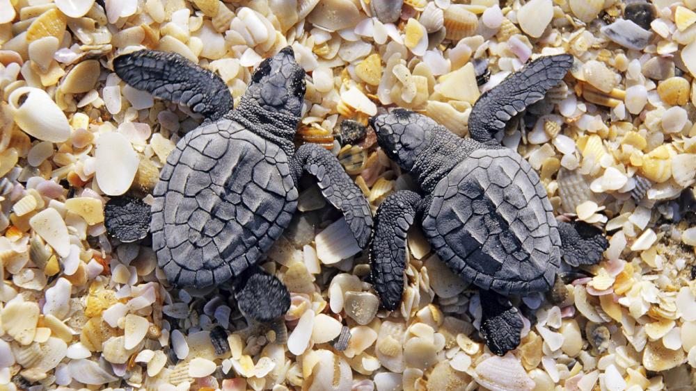 Baby Sea Turtles on Sandy Shores wallpaper