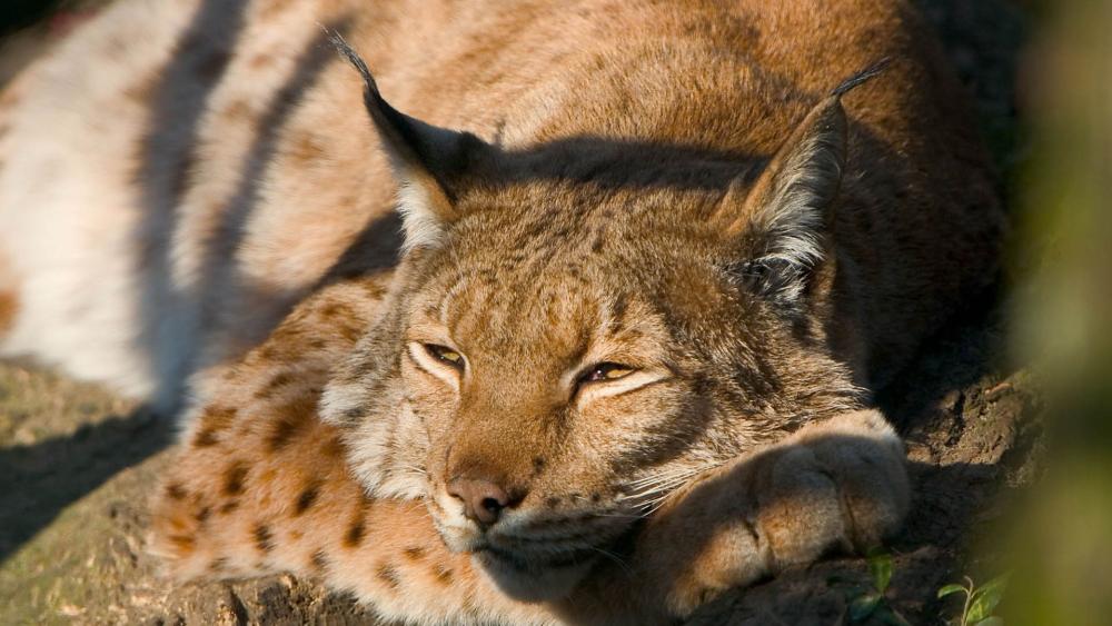 Lynx Relaxing in the Wild wallpaper