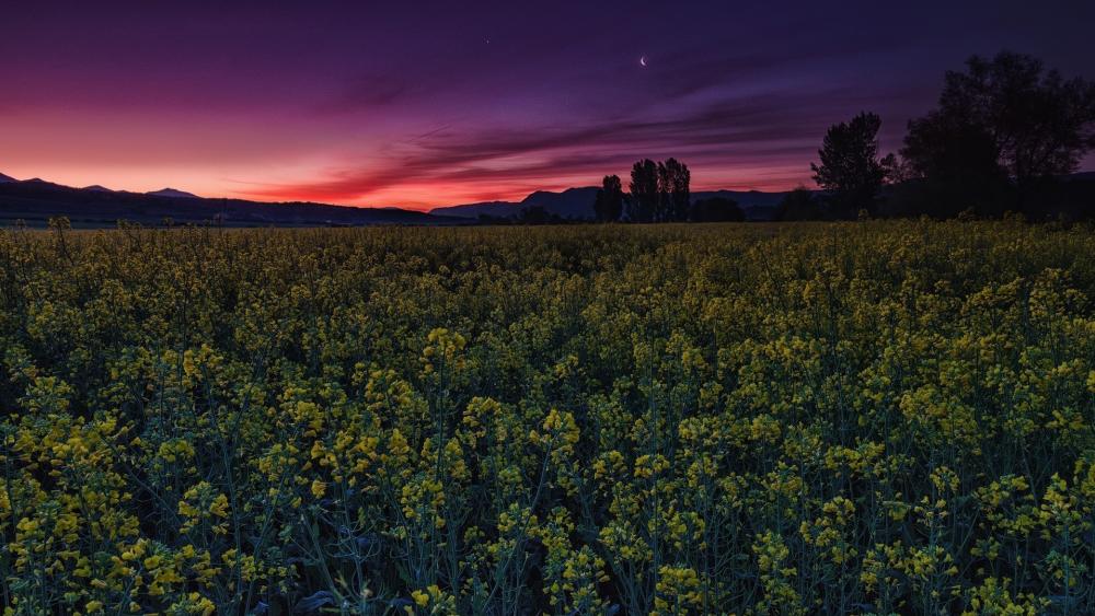 Purple Twilight Over Rapeseed Field wallpaper