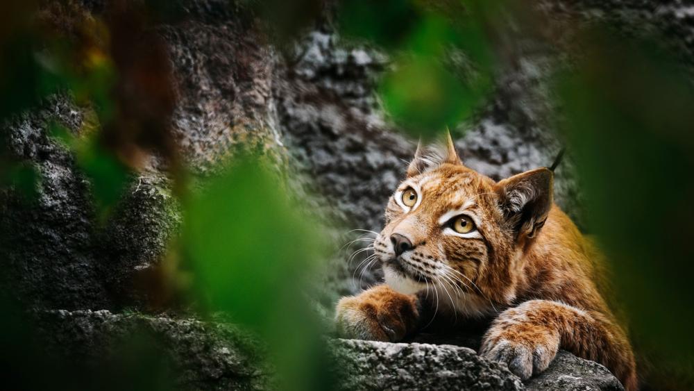 Wild Elegance in the Wildcat's Eyes wallpaper