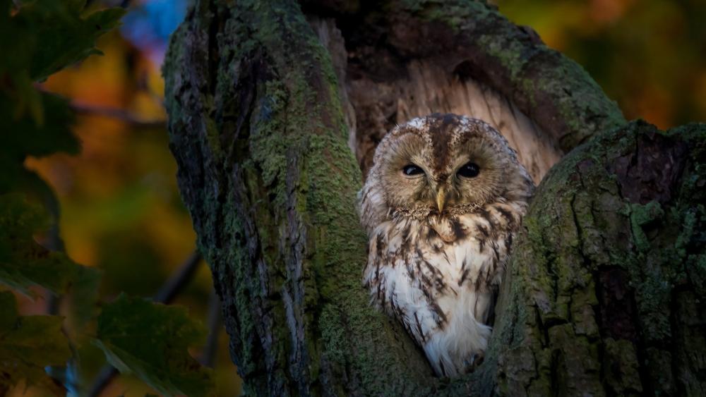 Serene Owl Resting in Enchanted Forest wallpaper