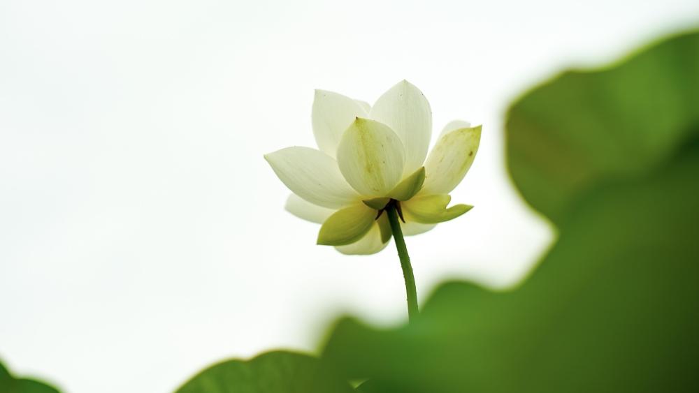 White Lotus wallpaper