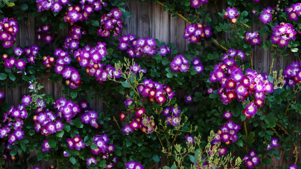 Purple Wild Rose Cluster Against Wooden Fence wallpaper