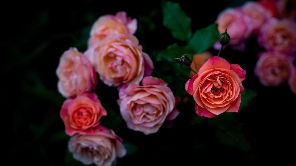 Blooming Roses in Vivid Detail wallpaper