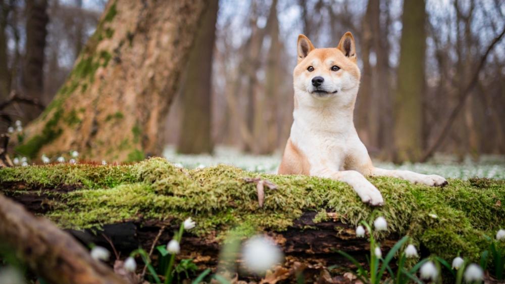 Shiba Inu in Tranquil Forest Setting wallpaper