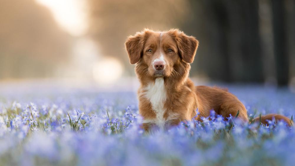 Nova Scotia Duck Tolling Retriever in Blooming Field wallpaper