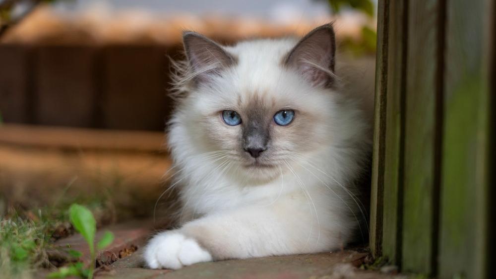 Ragdoll Serenity Graceful White Cat Wallpaper wallpaper