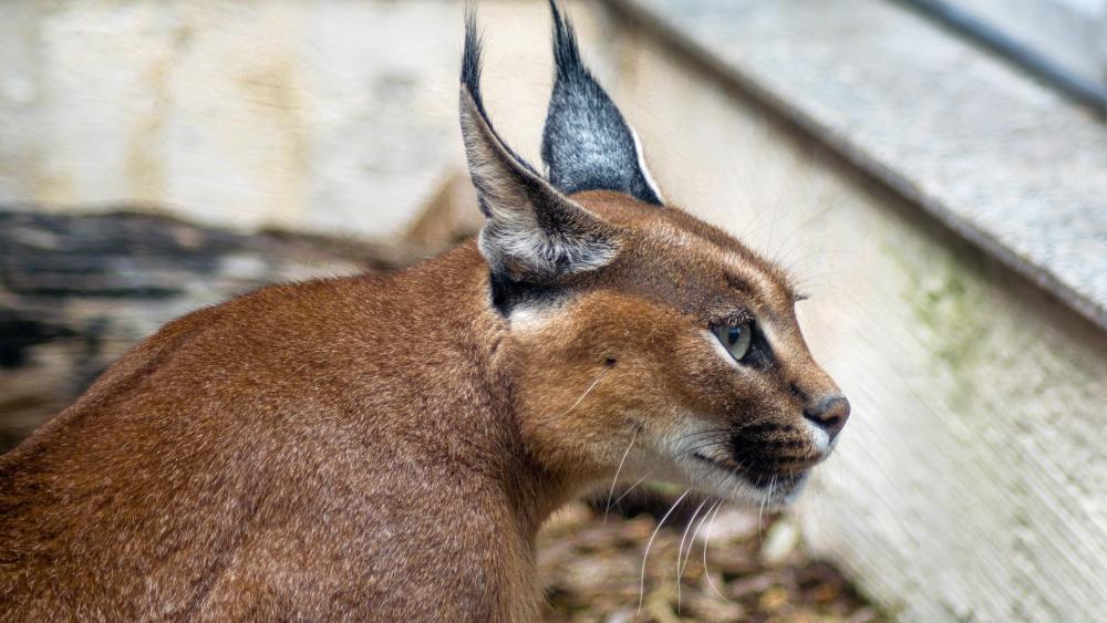 Caracal Grace in the Wild wallpaper