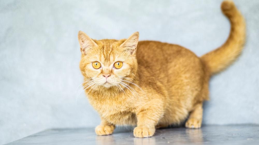 Golden Gaze of a British Shorthair wallpaper