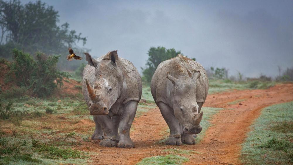Majestic Rhinos Strolling in the Misty Wild wallpaper