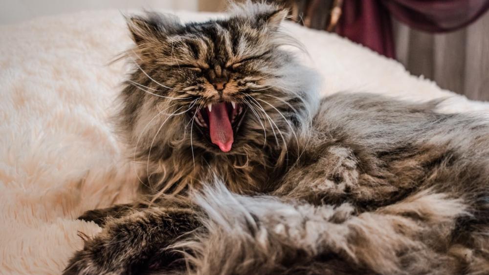 Fluffy Cat Yawning Blissfully on Soft Bedding wallpaper