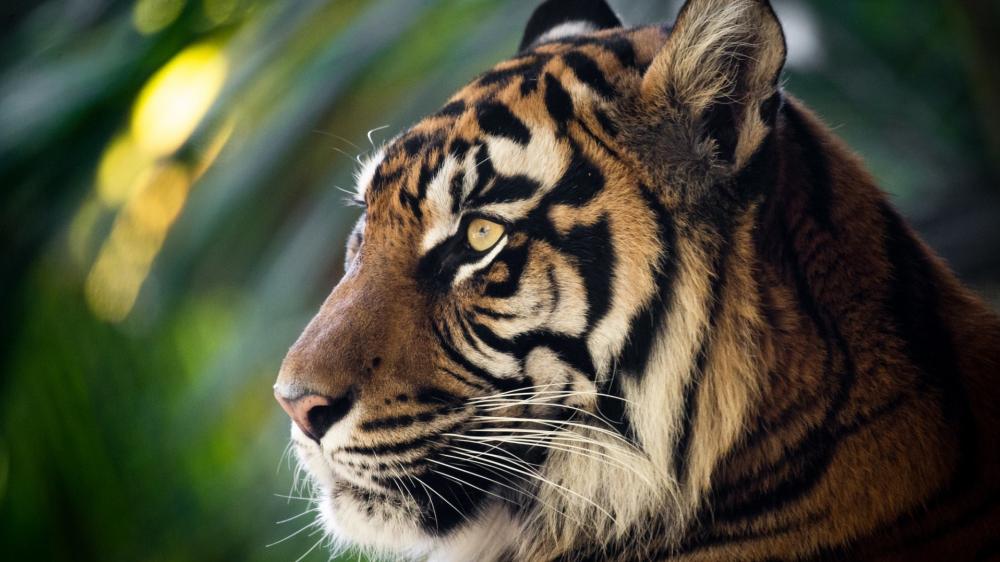 Tiger Majestic Gaze Amidst Nature's Splendor wallpaper