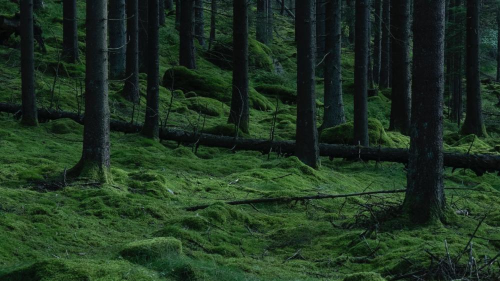 Dark Enchantment Amidst the Woods wallpaper