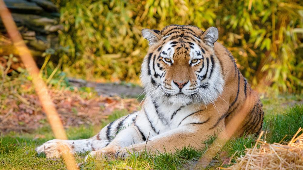 Majestic Tiger in a Serene Habitat wallpaper