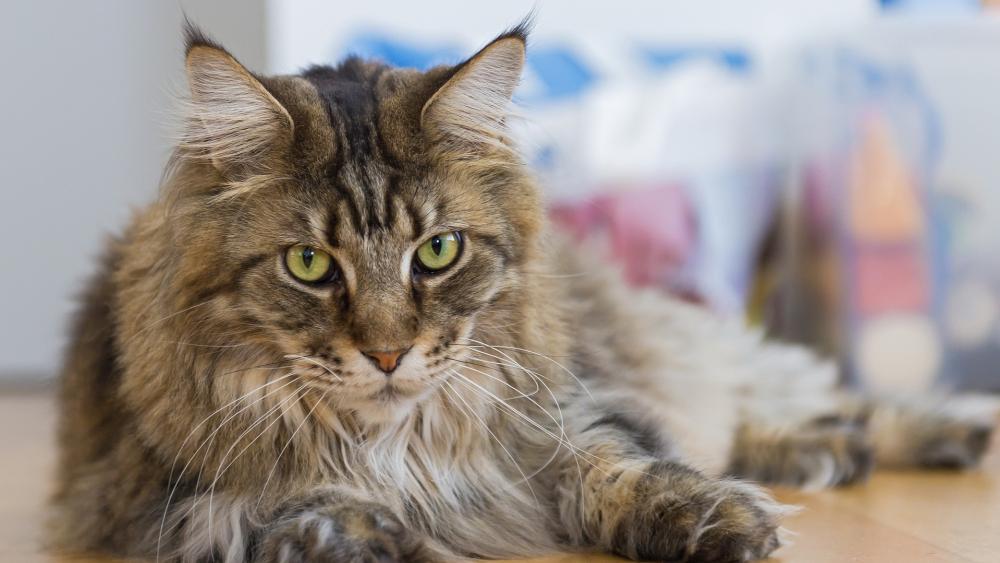 Maine Coon Cat in Relaxed Elegance wallpaper