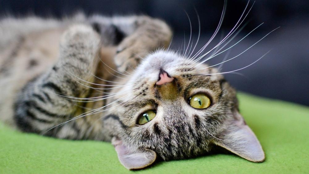 Relaxed Tabby Cat on Green Cushion wallpaper