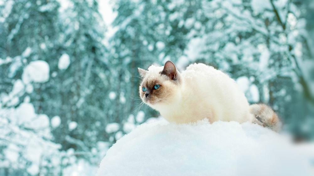 White Ragdoll Cat in Snowy Wonderland wallpaper