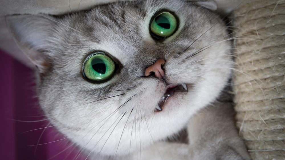 Vampire Cat with Enchanting Green Eyes wallpaper