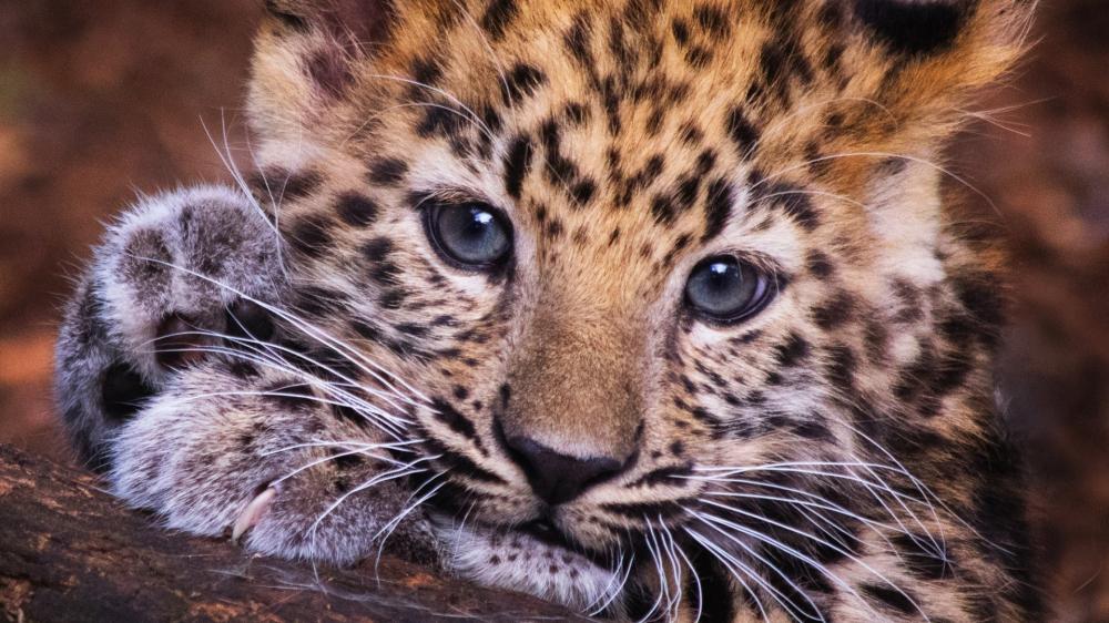 Amur Leopard Cub in Playful Pose wallpaper