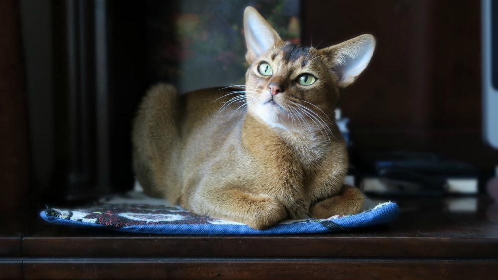 Abyssinian Cat in Thoughtful Pose wallpaper