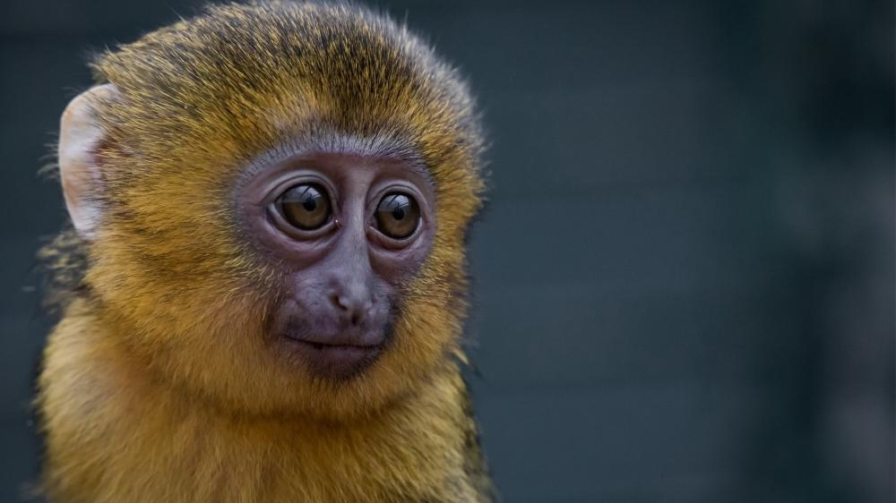 Curious Monkey's Gentle Gaze wallpaper