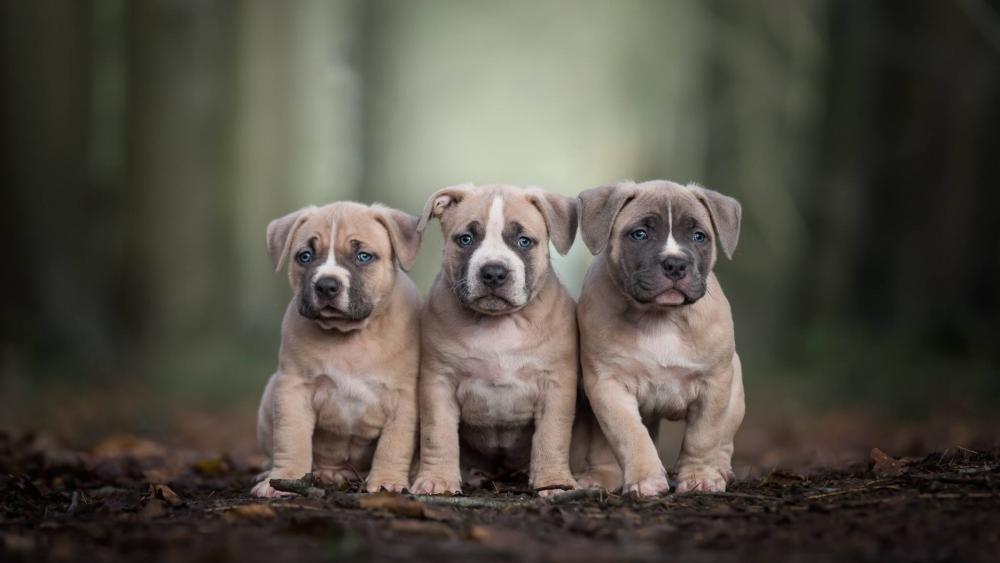 Puppy Trio in the Woods Adventure wallpaper