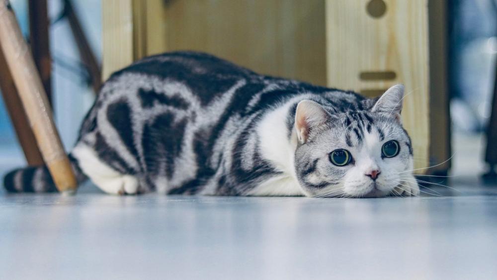 Brindle American Shorthair Cat Resting Indoors wallpaper