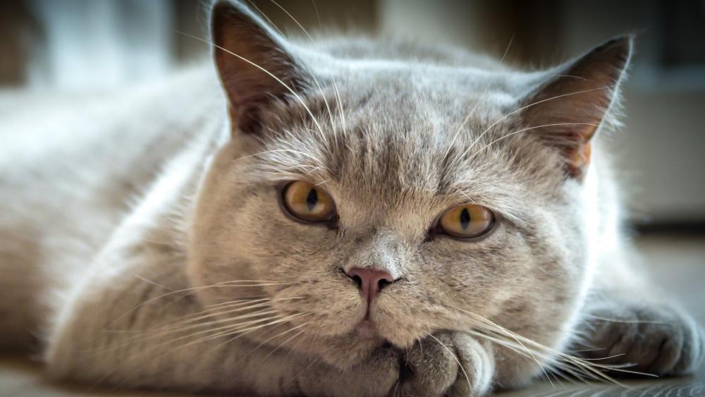 British Shorthair Serenity wallpaper