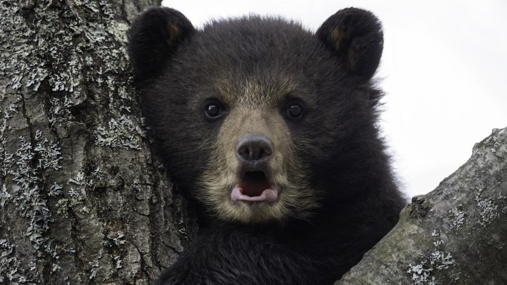 Playful Bear Cub in Nature's Embrace wallpaper