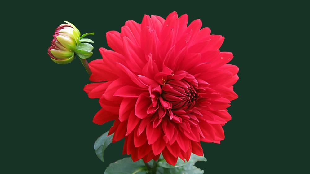 Red Dahlia Bloom Against Deep Green wallpaper