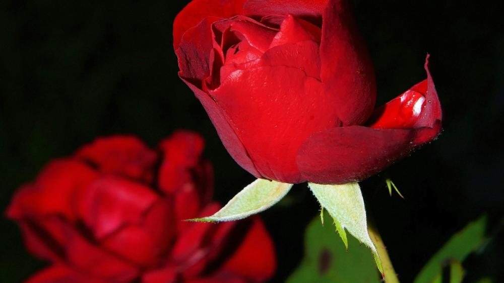 Radiant Red Rose Elegance on Black Canvas wallpaper