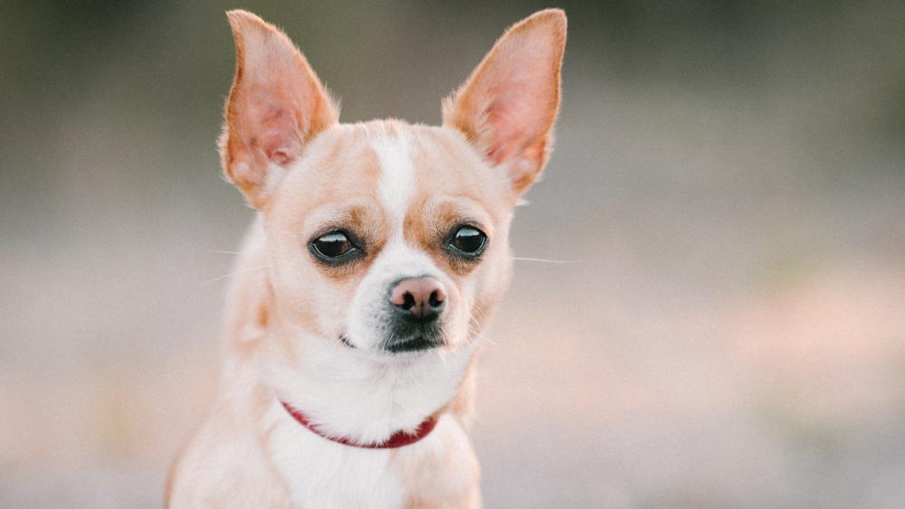Chihuahua's Curious Gaze wallpaper