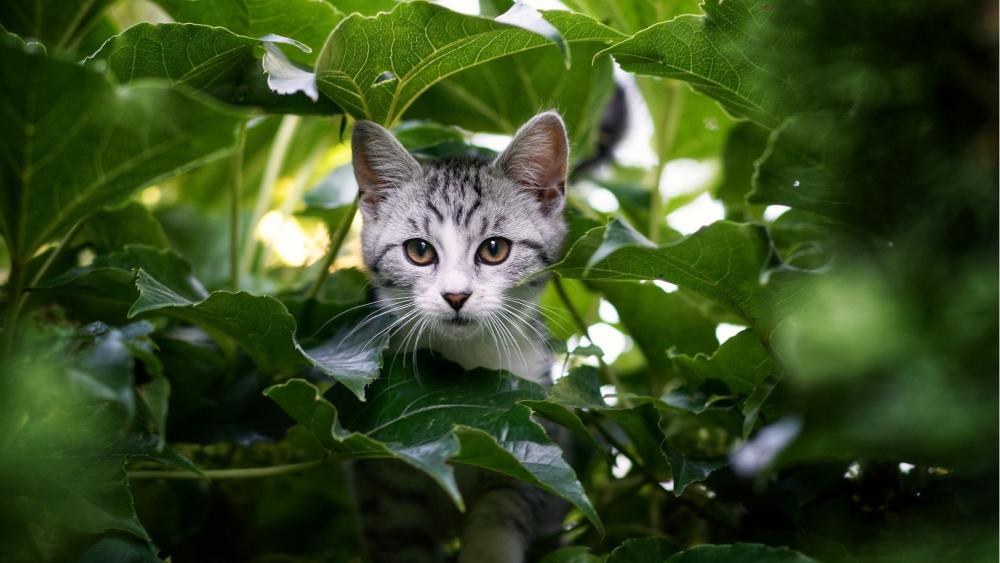 Hidden Adventure Feline wallpaper