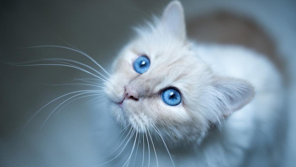 Blue-Eyed Wonder: The Captivating Gaze of a White Cat wallpaper