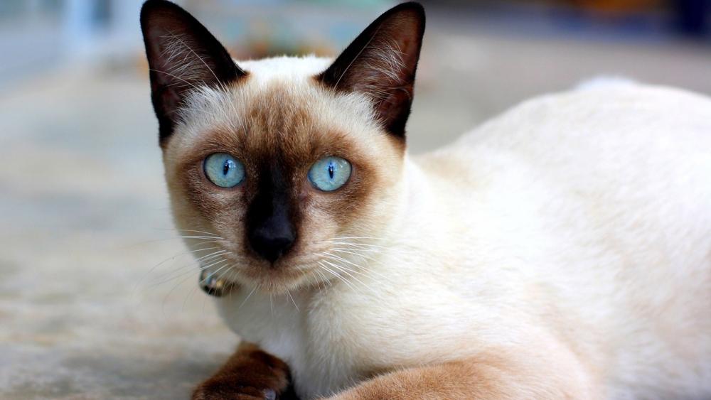Siamese Beauty Vibrant Eyes of a Thai Cat wallpaper